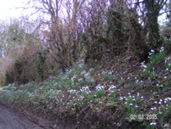Snowdrops in Turville, Buckinghamshire Wallpaper
