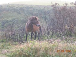 Exmoor ponies near Minehead, Somerset Wallpaper