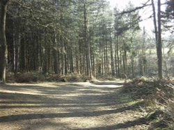 Delamere Forest Wallpaper