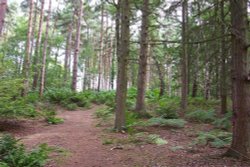 Delamere Forest Park, Cheshire Wallpaper