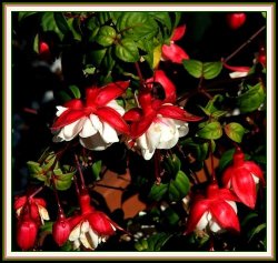 Flowers are prolific at Stapehill gardens, Dorset.  Here is one for Fuschia lovers. Wallpaper