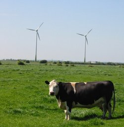 Small windfarm plus one cow, near Sutton-on-Sea, Lincolnshire