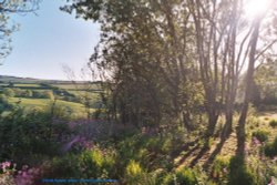Bluebell Woods rear of Parracombe, Devon 2005 Wallpaper