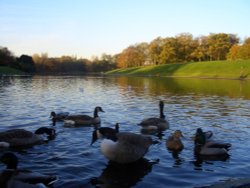 Ducks and Geese in Sefton Park - Autumn Afternoon. Liverpool Wallpaper