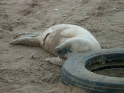 Donna Nook seal birthing area near North Somercotes. Wallpaper