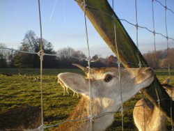 A picture of Weald Country Park