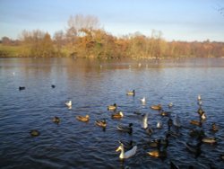 A picture of Weald Country Park Wallpaper