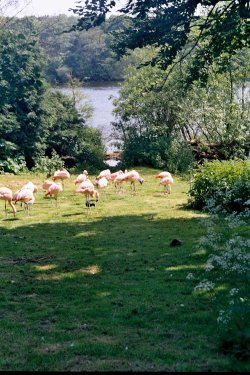 Harewood House in West Yorkshire - Bird Gardens, June 2005