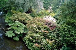 Harewood House in West Yorkshire - Himalayan Gardens, June 2005