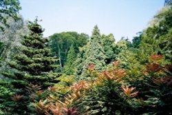 Harewood House in West Yorkshire - Himalayan Gardens, June 2005