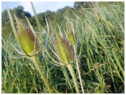 Three thistles at Radipole Lake, Weymouth, Dorset. Wallpaper