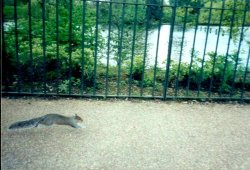 London - Hyde Park. A grey squirrel