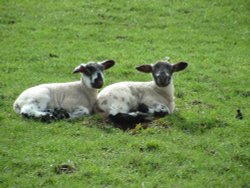 The joy's of spring in the Yorkshire dales Wallpaper