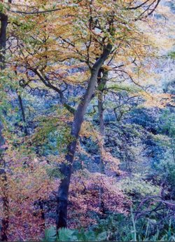 Blue bell wood at Askrigg