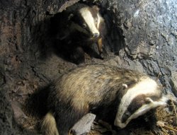 Underground reconstruction - Whinlatter Visitors Centre. Nov 05 using Canon Powershot S50 Wallpaper