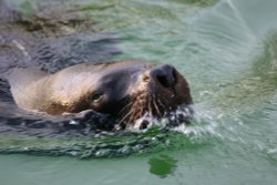 Twycross Zoo (taken with canon 300d)
2006 Wallpaper