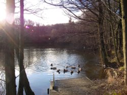 Ducks on Turton reservoir, Lancashire. February 2006