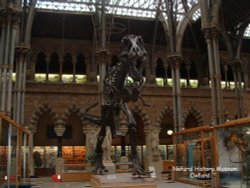 One of my favorite pictures of the University Museum of Natural History. Wallpaper