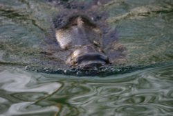 sealion
taken with canon eos300d. Wallpaper