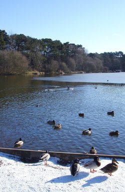 Osborne's Pond, Shipley Country Park, Heanor, Derbyshire in winter