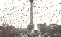 London - pigeons at Trafalgar Square Wallpaper