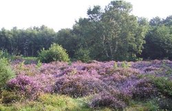 Heather on Dersingham heath, Norfolk.