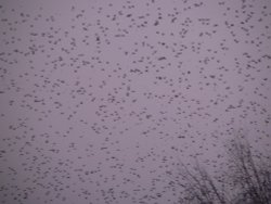 We are lucky to have this murmuration of Starlings in Chard this year Wallpaper