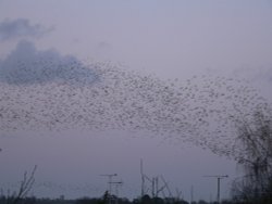 This is another pic of the murmuration, of Starlings in Chard, Somerset Wallpaper
