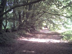 Footpath on top of the Blackdown hills leading to the Wellington monument. Wellington, Somerset. Wallpaper