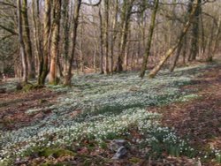 This picture of snowdrops was taken at Otterford lakes, in the Blackdown hills, Somerset Wallpaper
