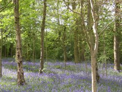 Bluebell woods at Hanbury Hall in Droitwich, Worcestershire Wallpaper