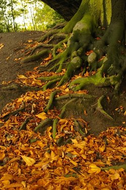 Tree by the River Ribble: Preston, Lancashire