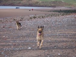 Dogs day out - Seamill, St Bees, Cumbria Wallpaper