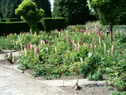 Picture taken on the Chatsworth estate 2005 Wallpaper