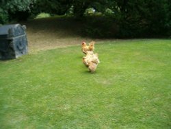 Picture taken on the Chatsworth estate 2005 Wallpaper