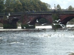 The groves, River Dee, Chester Wallpaper