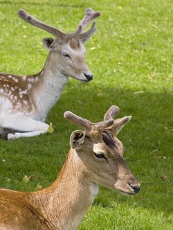 Fallow deer at Dunham Massey