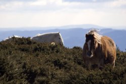 Wild horses on Hergest Ridge, Kington, Herefordshire.