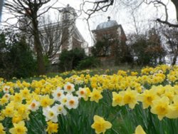 Spring daffodils in Greenwich Park, London Wallpaper