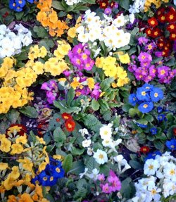 Flowers in the Rock Gardens in Southsea, Hampshire

Taken:  10th April 2006
