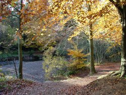 A picture of Hamsterley Forest Wallpaper