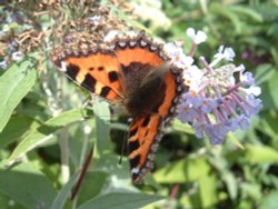 Butterfly: Warminster Park Wallpaper