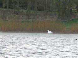 Draycote Water in April