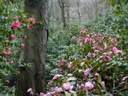 Belvoir Castle Gardens