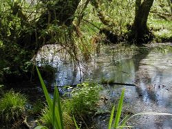 swamp in kingsbury water park, kingsbury, warwickshire. Wallpaper