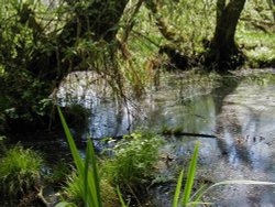 swamp in kingsbury water park, kingsbury, warwickshire. Wallpaper