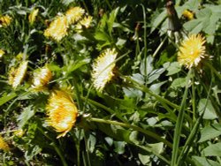 Dandelions in kingsbury water park, kingsbury, warwickshire. Wallpaper