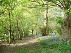 Bluebells in the woodland off The Field at Shipley, Shipley Country Park, Derbyshire Wallpaper