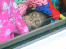 Monkey World Ape Rescue Centre in Wareham, Dorset Wallpaper