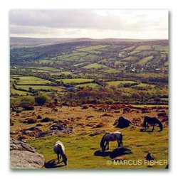 Dartmoor Ponies, Bonehill Rocks, Widecombe-on-the-moor, Dartmoor, County Devon, England